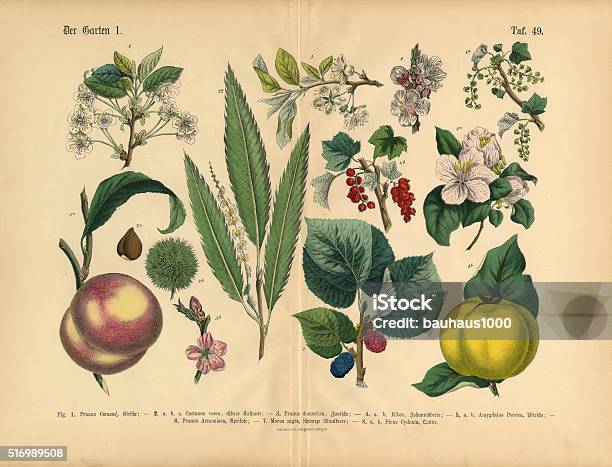 Fruit Vegetables And Berries Of The Garden Victorian Botanical Illustration Stock Illustration - Download Image Now