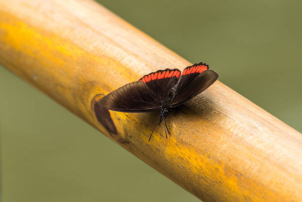 A beautiful red admiral butterfly, resting on the siding of a house. Shot with a Canon 5D Mark IV.