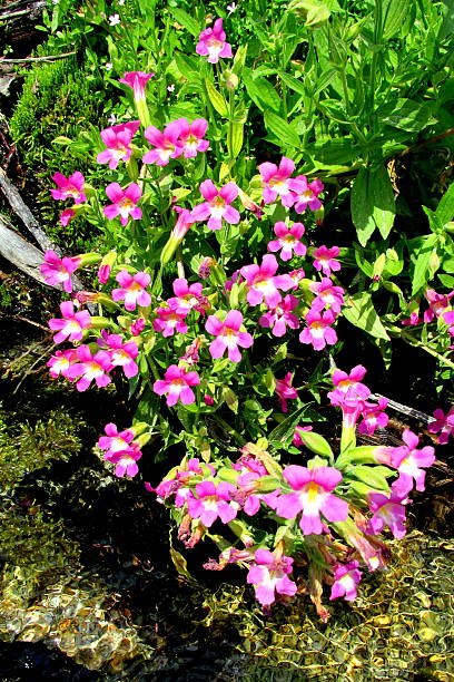 púrpura monkeyflower, mimulus lewisii, occidental de flores silvestres, uno de dos - idaho beautiful western usa usa fotografías e imágenes de stock