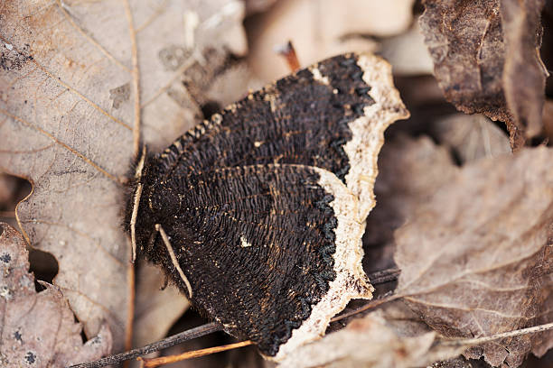 Early Spring arrives and a Mourning Cloak Butterfly is nearly camouflaged in the dry leftover leaves from last Autumn.