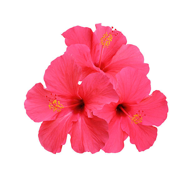 istock Hibiscus flowers isolated on white background 517004484