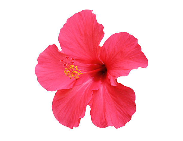 Hibiscus flowers isolated on white background stock photo