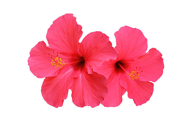 istock Two hibiscus flowers isolated on white background 517004540