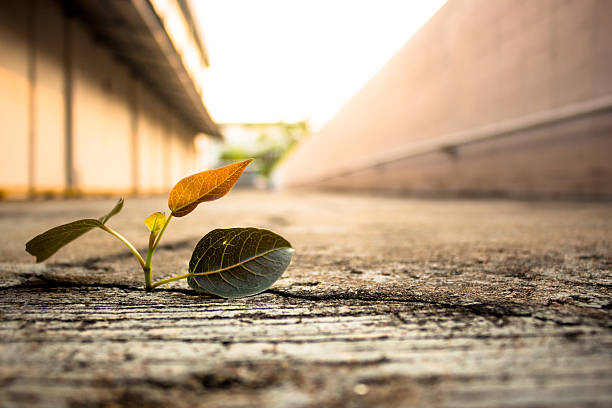 istock power of nature 517004664