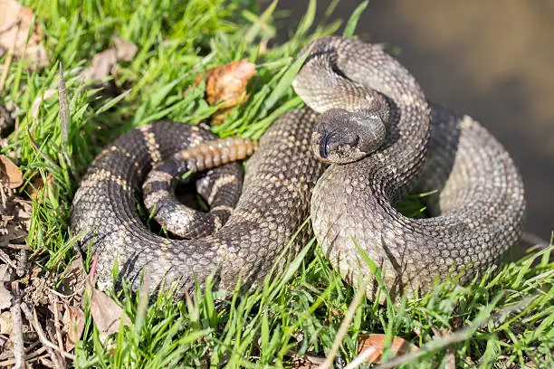 Northern Pacific Rattlesnake (Crotalus oreganus oreganus) in California, USA. Snake rattles loudly, extends forked tongue, and takes on defensive posturing.