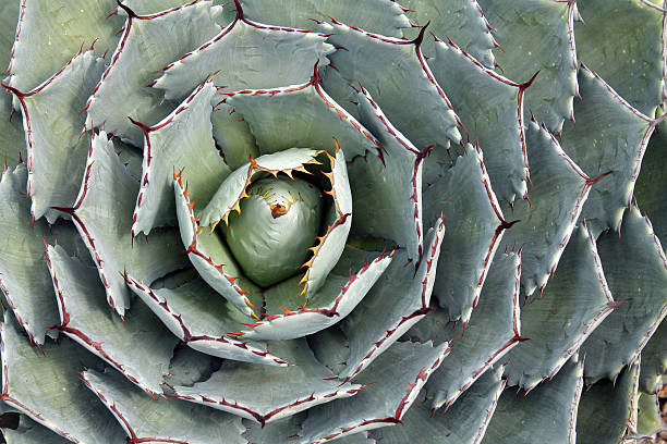 istock Closeup of an Agave Plant 517005472
