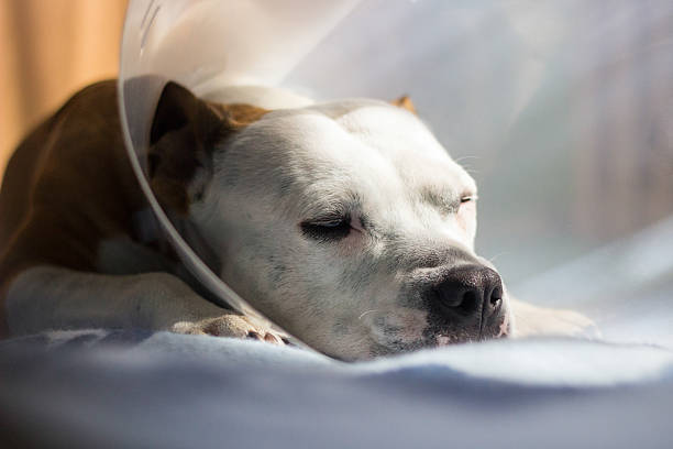 enjoado cão tirando uma soneca - coleira protetora imagens e fotografias de stock