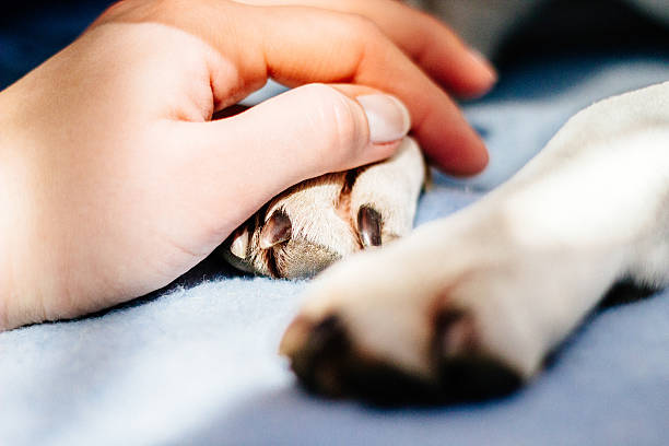 cura - animal recovery illness pets foto e immagini stock