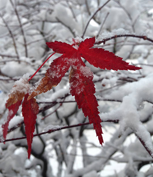 bloodgood foglia di acero giapponese - japanese maple maple leaf leaf maple tree foto e immagini stock