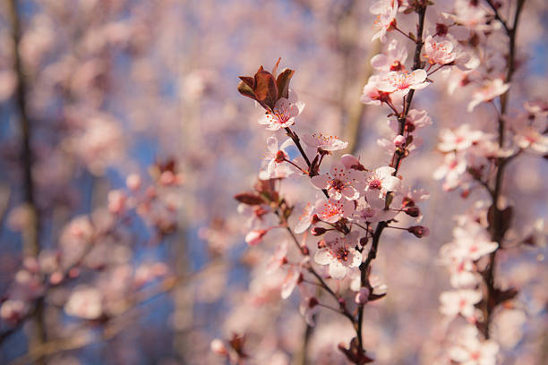 Cherry Blossom Tree Branch