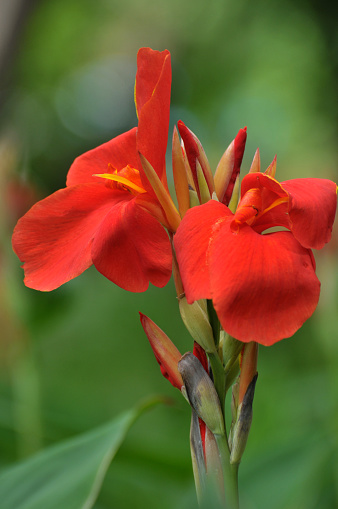 Blooming red and orange canna lily