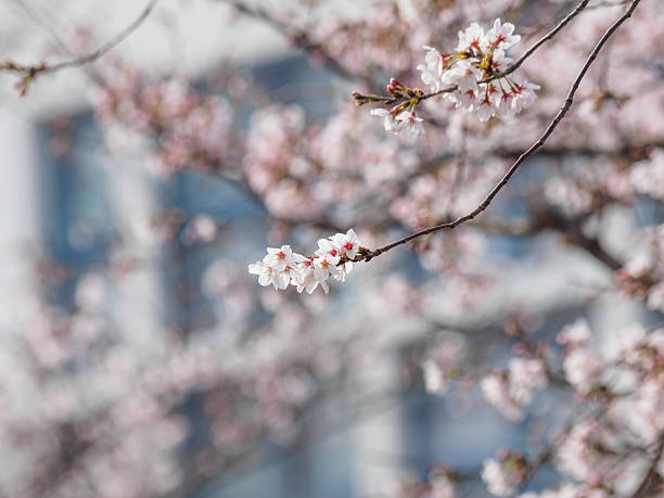istock Spring flowers series, beautiful cherry blossoms. 517007494