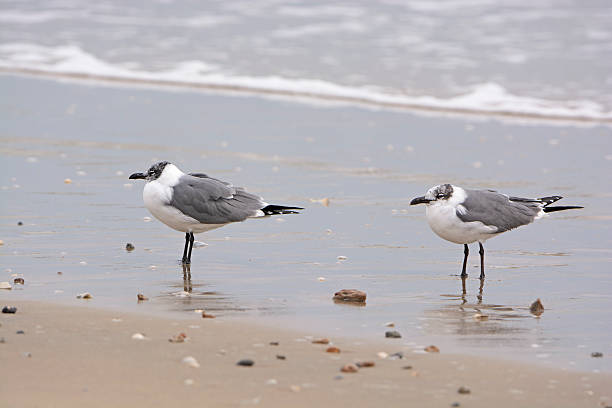 istock Non-breeding adult laughing gulls on the shore 517008026