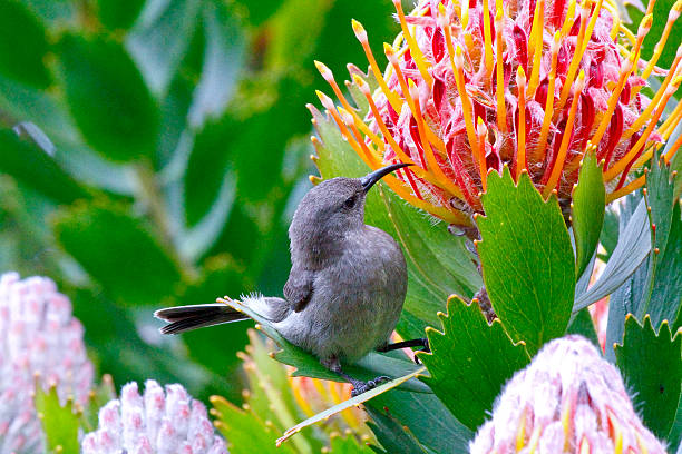 istock Beautiful Protea flower growing in the wild 517009108