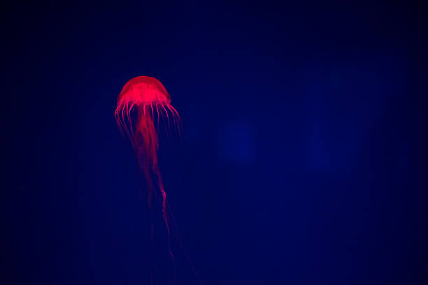 istock Thai sea nettle (Chrysaora fuscescens) jelly fish in Thailand. 517009634