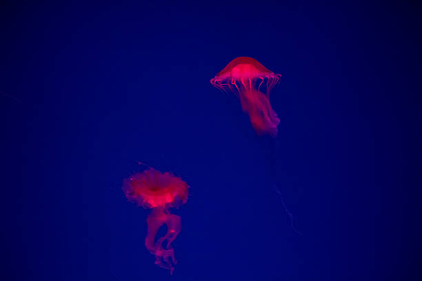 istock Thai sea nettle (Chrysaora fuscescens) jelly fish in Thailand. 517009652