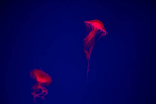 istock Thai sea nettle (Chrysaora fuscescens) jelly fish in Thailand. 517009674