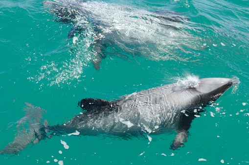 In Adelaide you can see the wild river dolphins from the boat