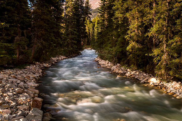 istock Creek in the woods 517010826