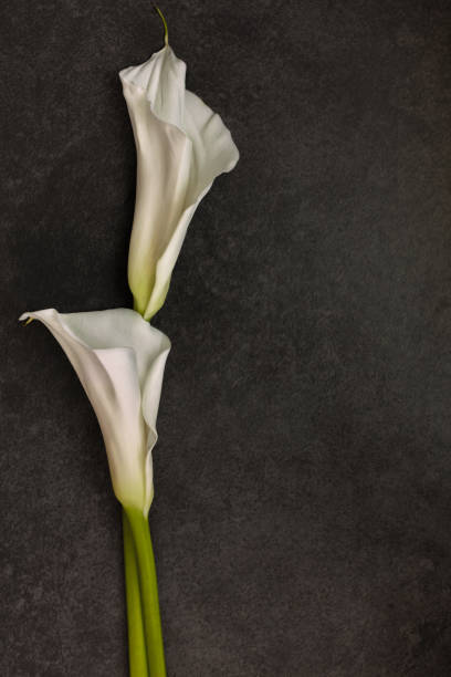 istock White Calla lily on dark background, top view 517010934