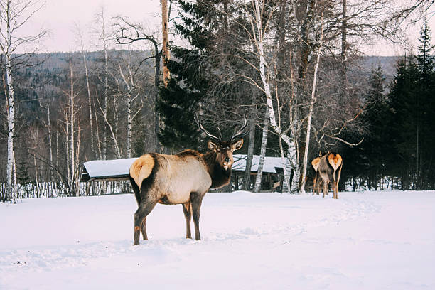 istock Royal red deer buck with antlers look at the camera 517011960
