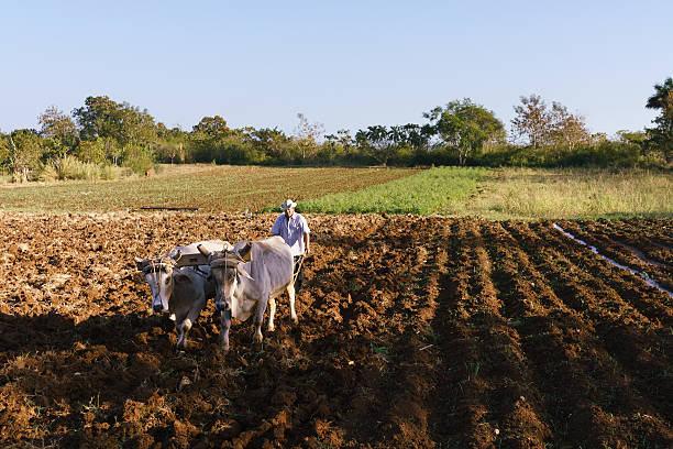 istock Man Farmer At Work Ploughing The Soil With Ox 517012448