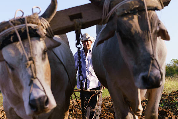 istock Man Farmer With Plough And Ox Seeding The Ground 517012578