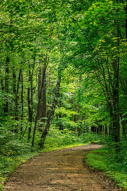 istock Beautiful Countryside Road Lane Path Way through summer 517013226