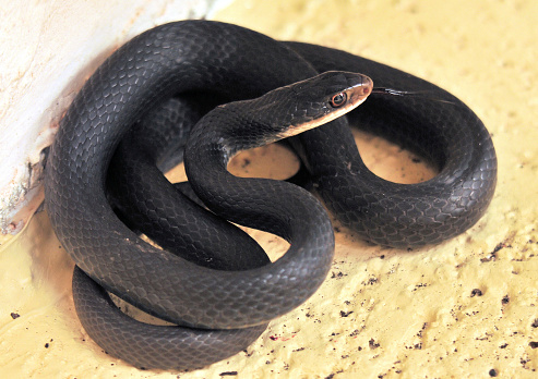 Big snake on dark floor