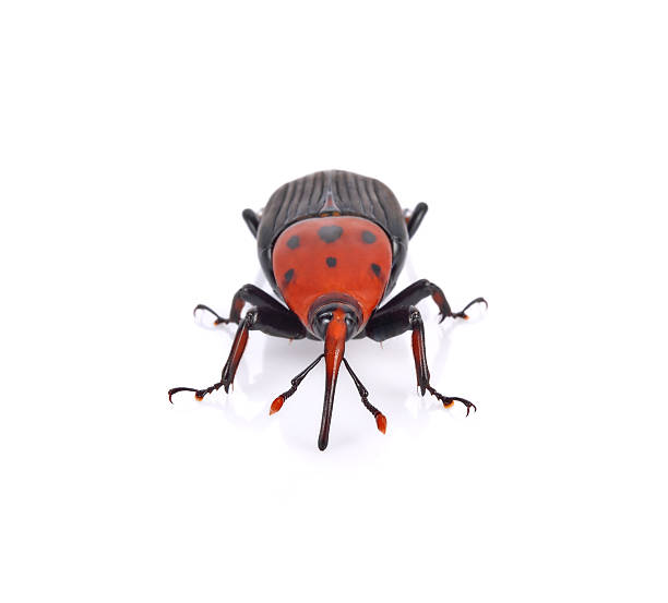 istock Rhynchophorus ferrugineus on white background 517013920
