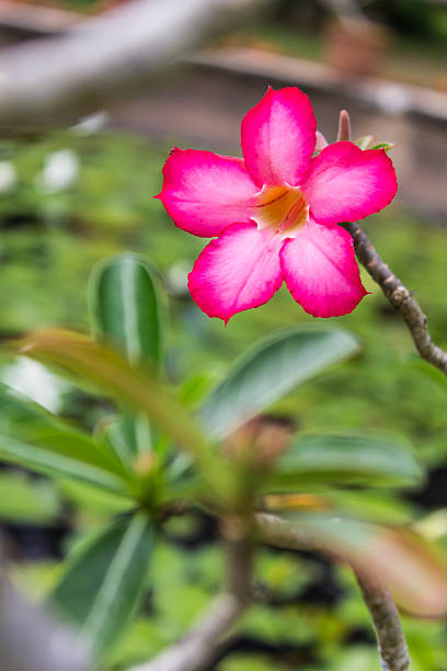 istock Red Desert Flower, adenium 517013957