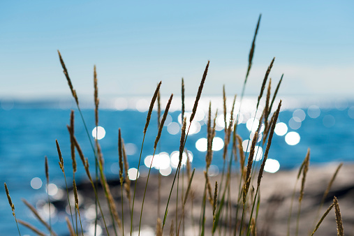 Durante el verano, reeds contra magnífica al mar photo