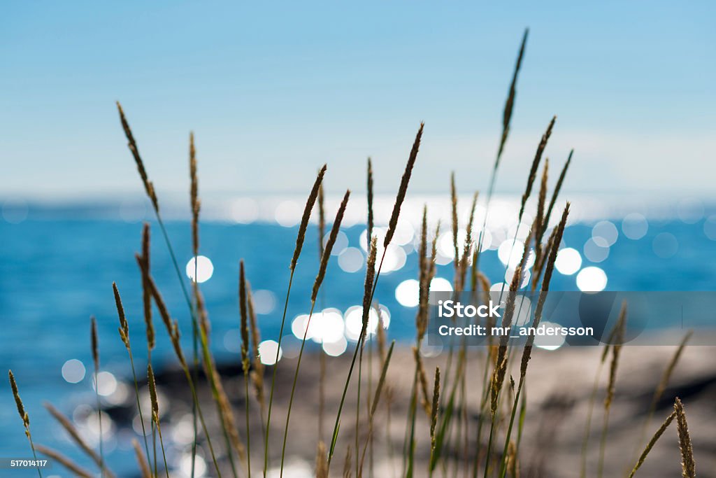 Summertime reeds against glittering sea Reeds swaying in the summer breeze against a seaside backdrop of glittering sunshine Summer Stock Photo