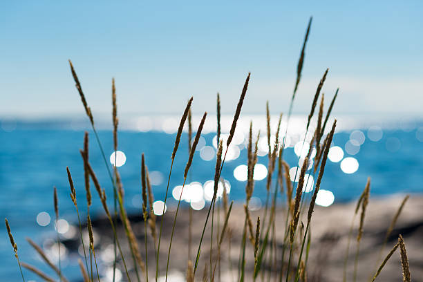 Summertime reeds against glittering sea Reeds swaying in the summer breeze against a seaside backdrop of glittering sunshine archipelago photos stock pictures, royalty-free photos & images