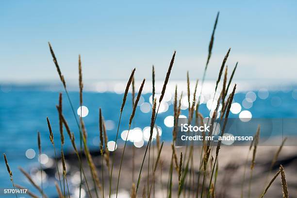 Summertime Reeds Against Glittering Sea Stock Photo - Download Image Now - Summer, Finland, Archipelago