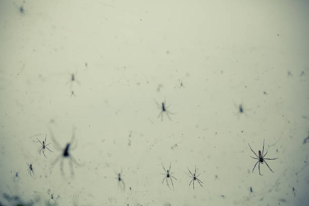 Spiders Rains - Photo
