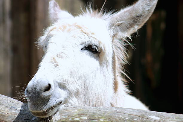 istock Close up of a Donkey 517016217