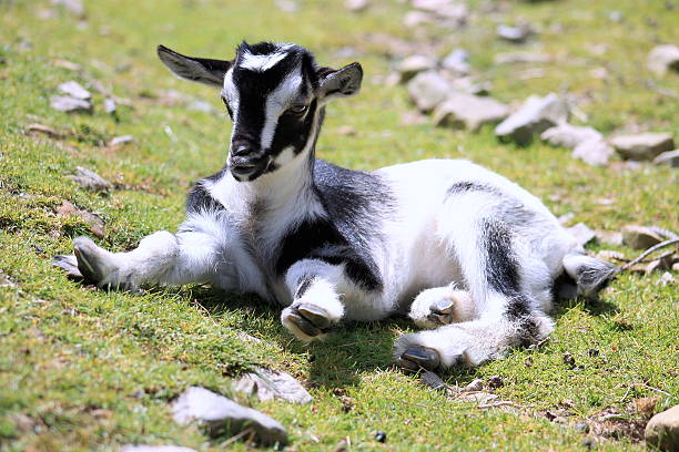 Kid Goat stock photo