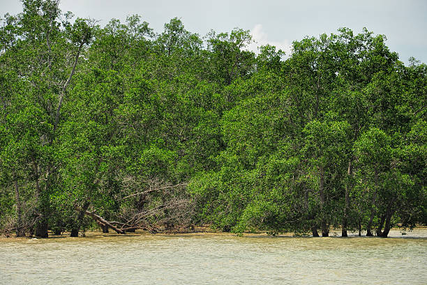 istock Mangrove forest in South East Asia 517016244