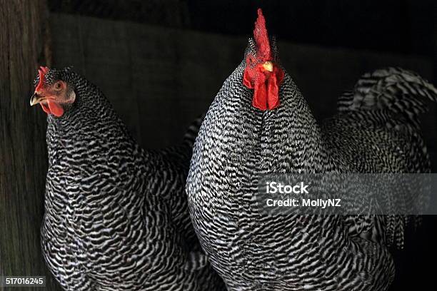 Black And White Roosters Stock Photo - Download Image Now - Agriculture, Bird, Black Color