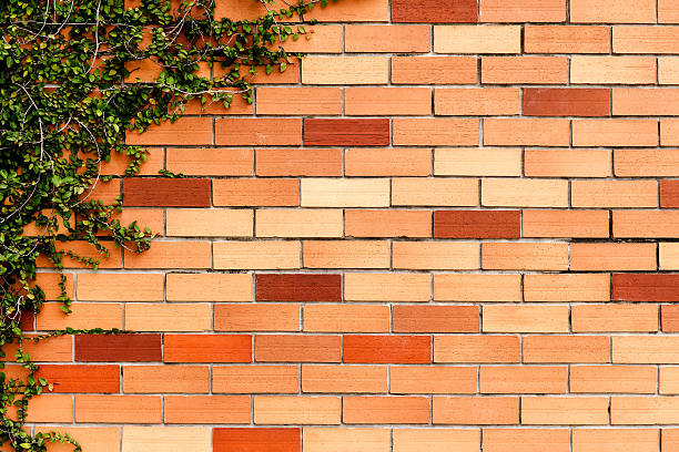 istock green creeper plant on brick wall 517016405