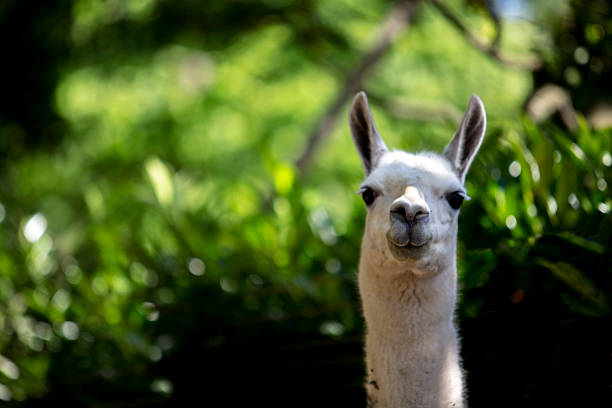 head of alpaca