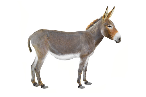 Donkey isolated a on white background