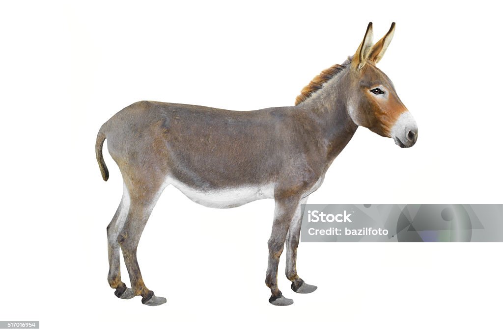 donkey Donkey isolated a on white background Donkey Stock Photo