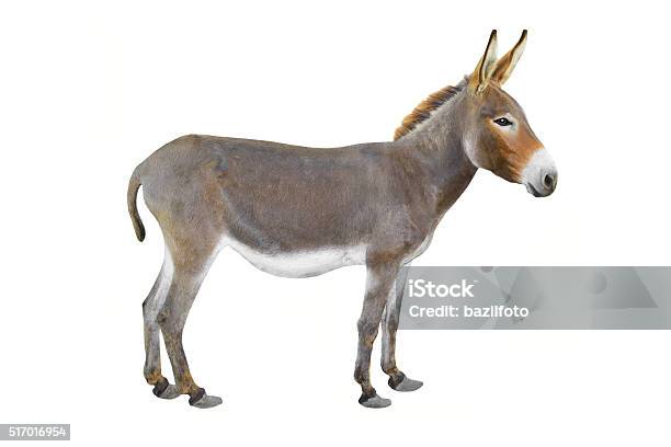 Donkey Stock Photo - Download Image Now - Donkey, Cut Out, Ass - Horse Family