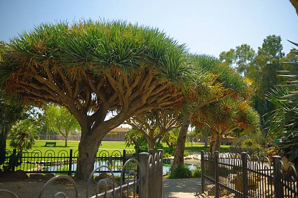 kuvapankkikuvat ja rojaltivapaat kuvat aiheesta dragon trees pearson park anaheim kalifornia - socotra dragon tree