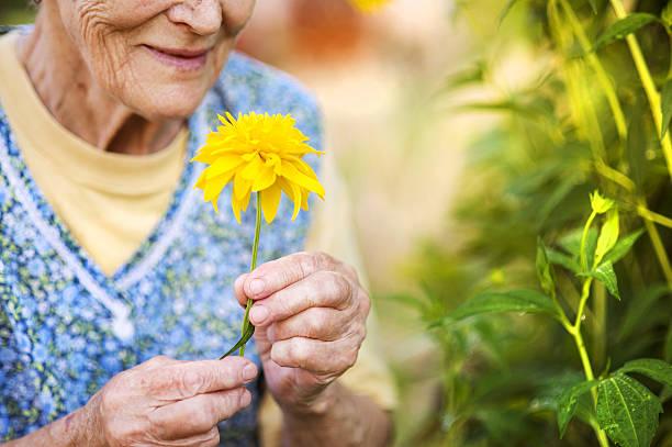 istock Senior woman in garden 517017411