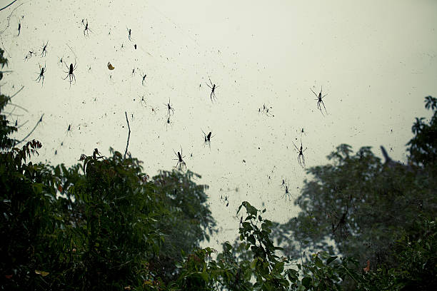 Ragni Rains - foto stock