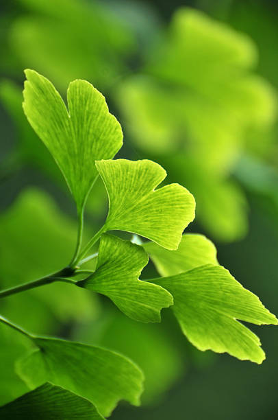 Ginkgo Leaves Fresh ginkgo leaves in spring ginkgo stock pictures, royalty-free photos & images