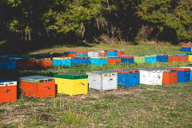 Bee hives on meadow in countryside of Greece